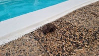 Wir hatten Besuch von einem Igel.